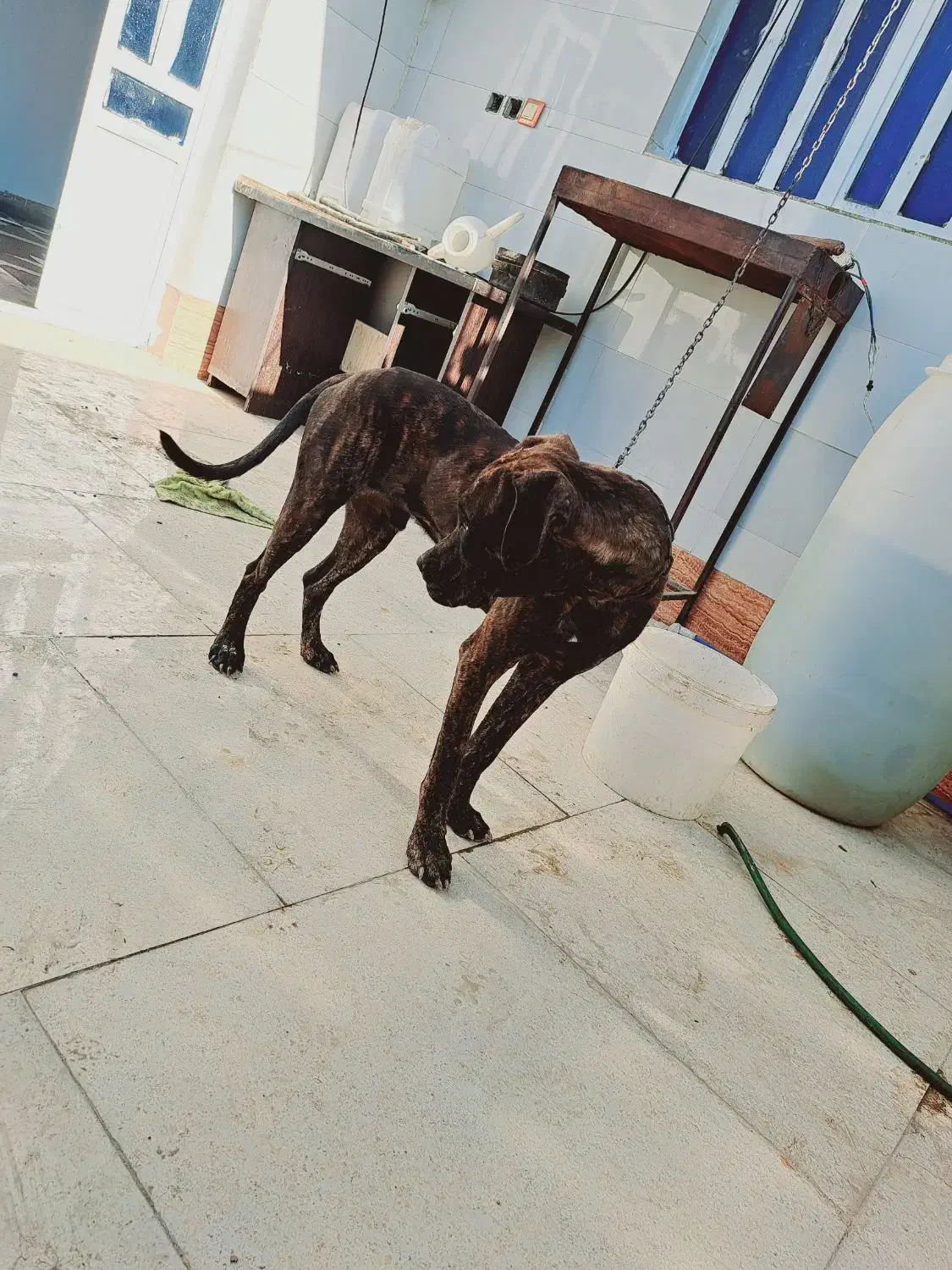 سگ پیتپول واگزاری|سگ|آبادان, |دیوار