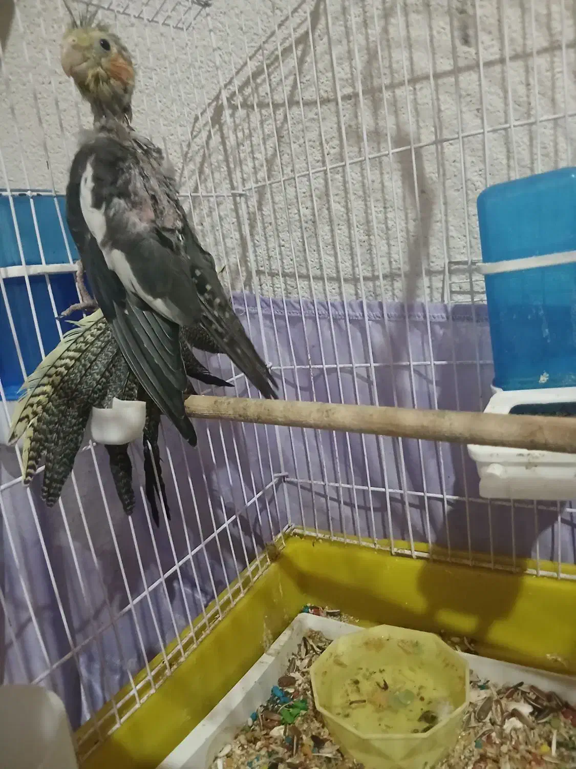 3 عدد عروس هلندی با قفس|پرنده|فردیس, شهرک وحدت|دیوار