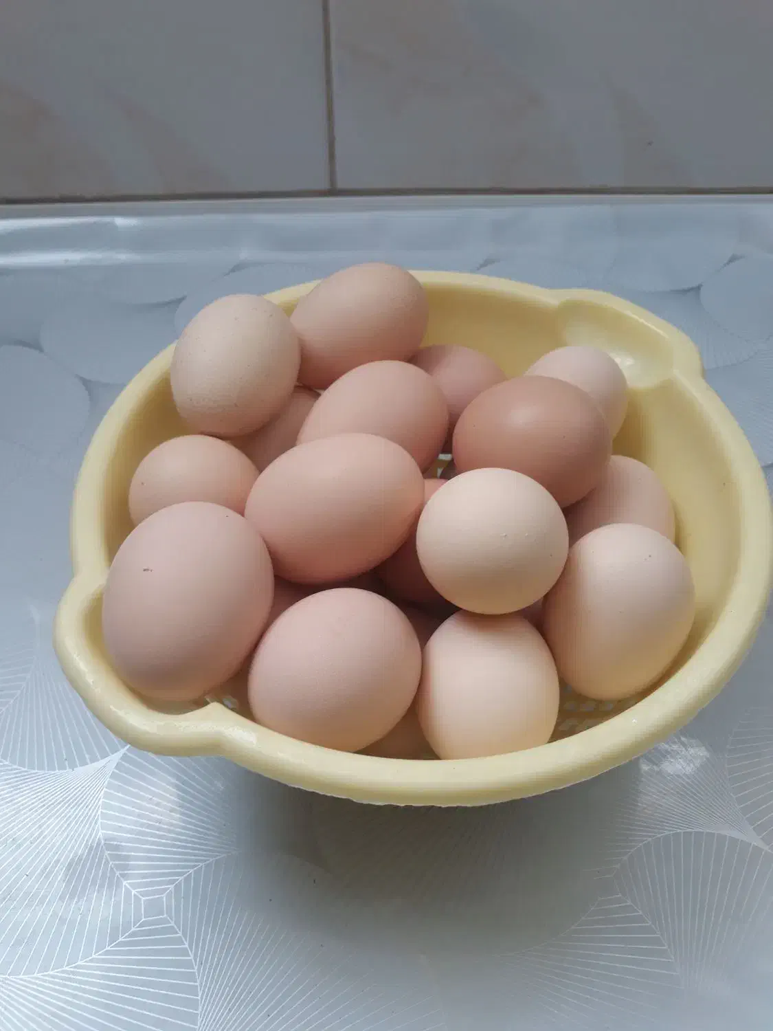 تخم مرغ محلی|حیوانات مزرعه|جلگه ماژان, |دیوار