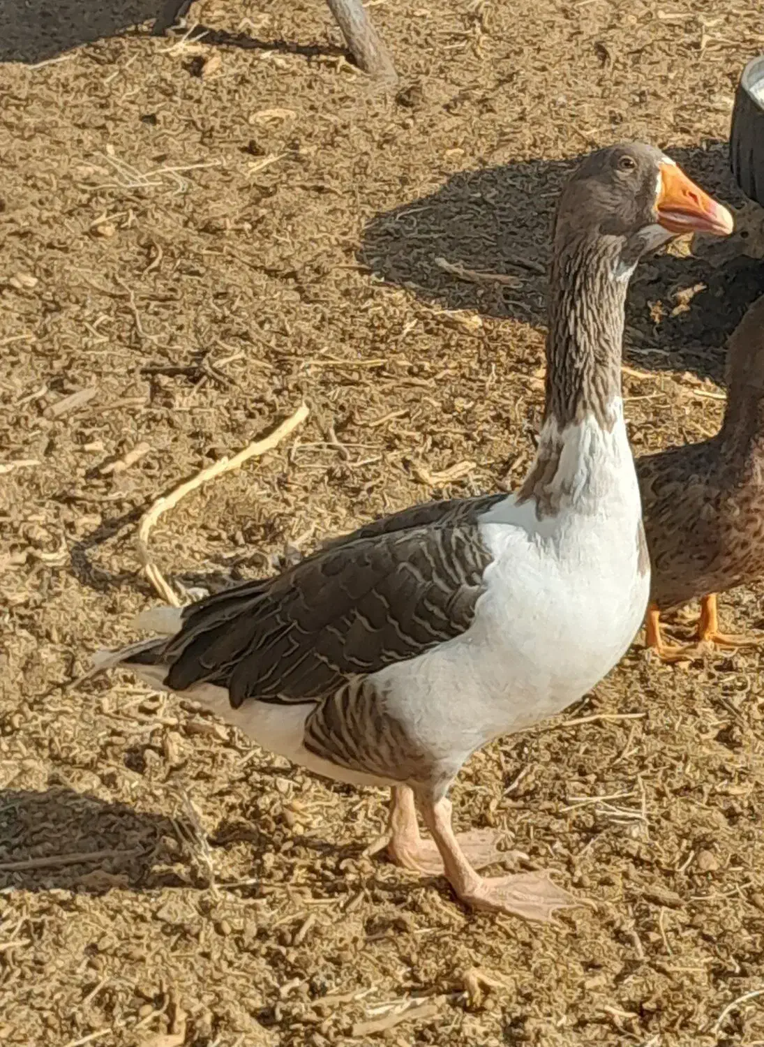 غاز فروشی|حیوانات مزرعه|سیرجان, |دیوار