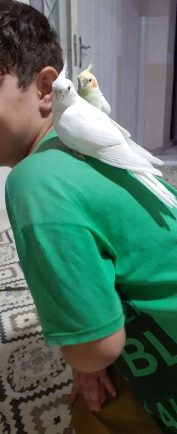 یک جفت عروس هلندی|پرنده|بانه, |دیوار