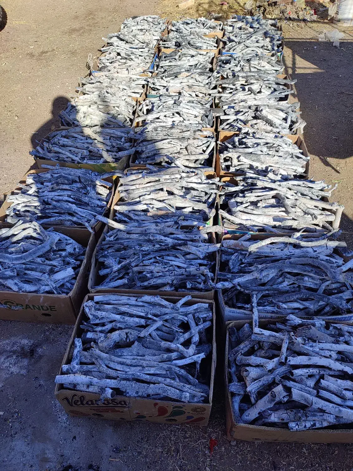 خرید چوب پسته و برش درخت|خدمات باغبانی و درختکاری|سیرجان, |دیوار