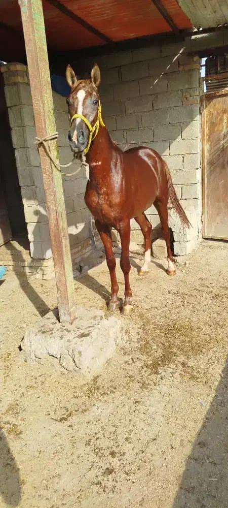 اسب نریان|اسب و تجهیزات اسب‌سواری|شادگان, |دیوار