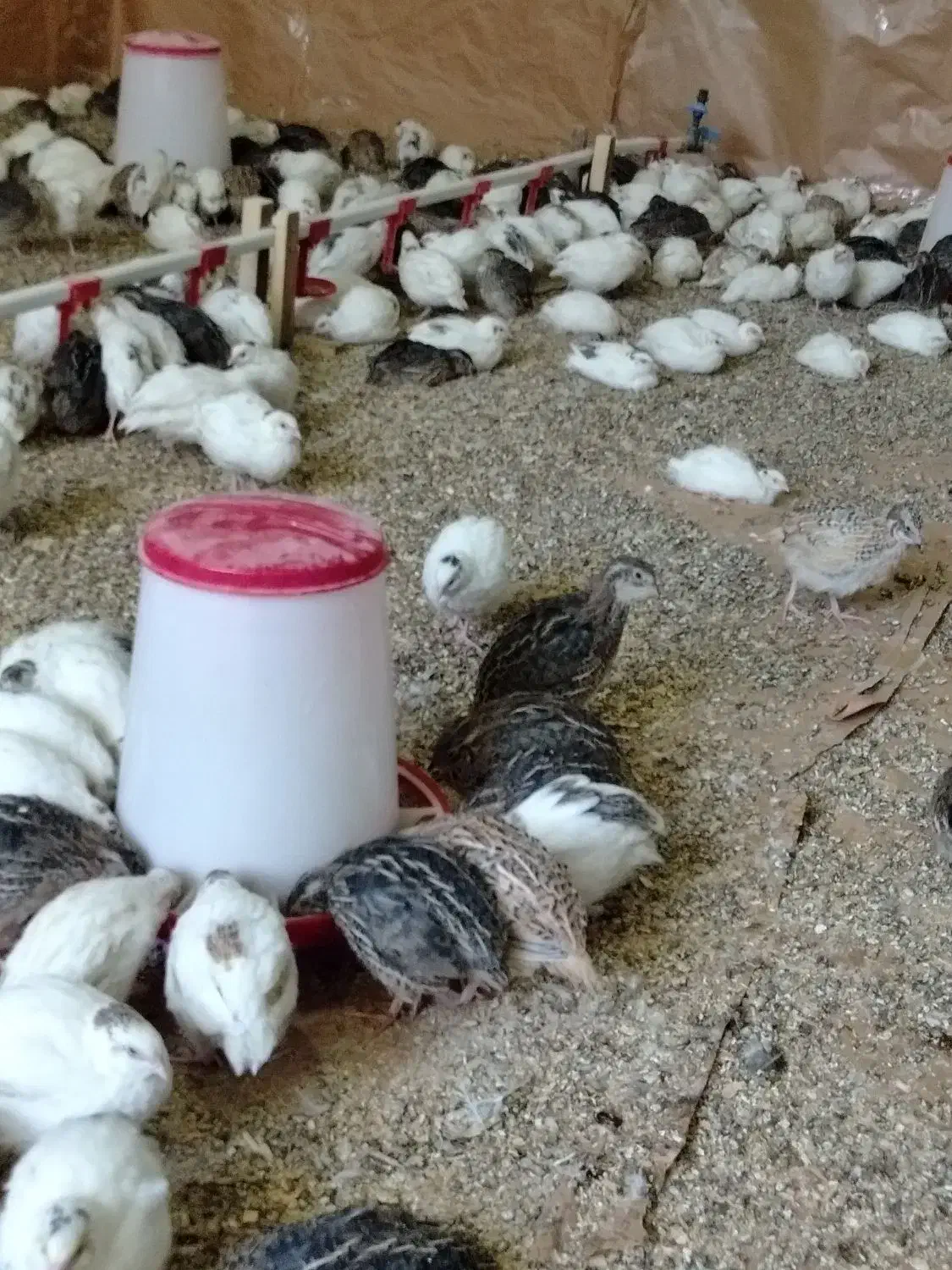 بلدرچین شهرضا|حیوانات مزرعه|شهرضا, |دیوار