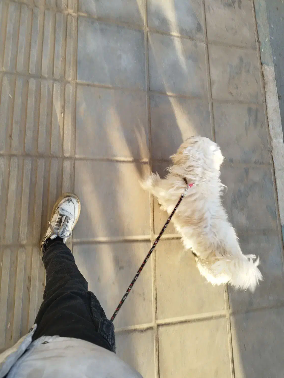 گمشده|حیوانات|یزد, |دیوار