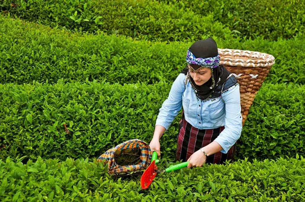 چای اصیل شمال با عطر طبیعت|خوردنی و آشامیدنی|اهواز, فرهنگ شهر|دیوار