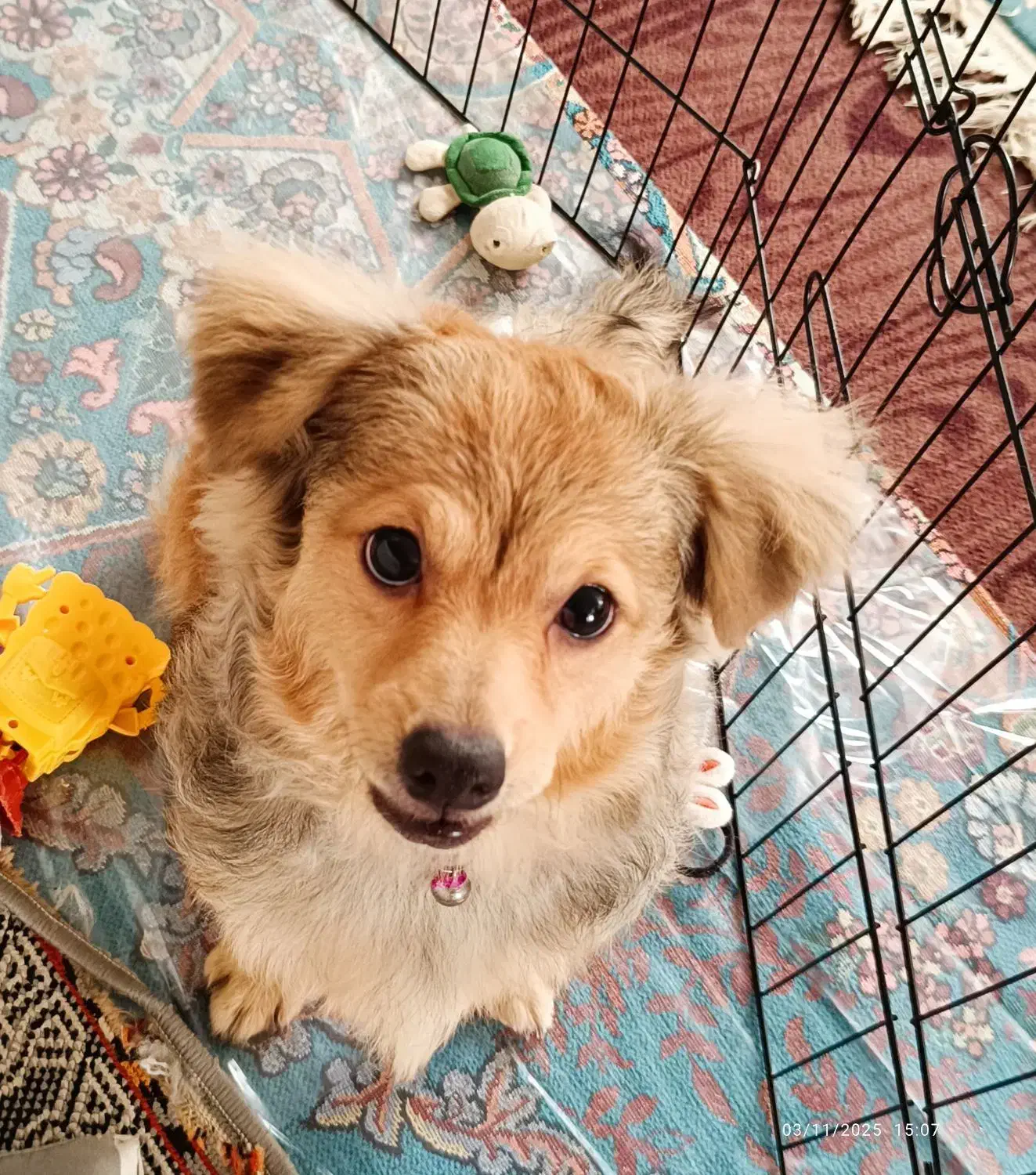 واگذاری سگ|سگ|اصفهان, گلزار|دیوار