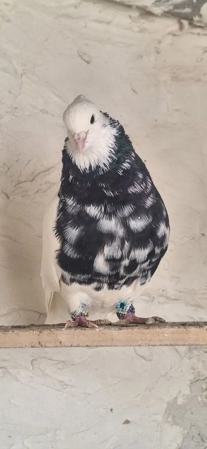 طوقی درجه یک|پرنده|کاشان, خرمدشت|دیوار