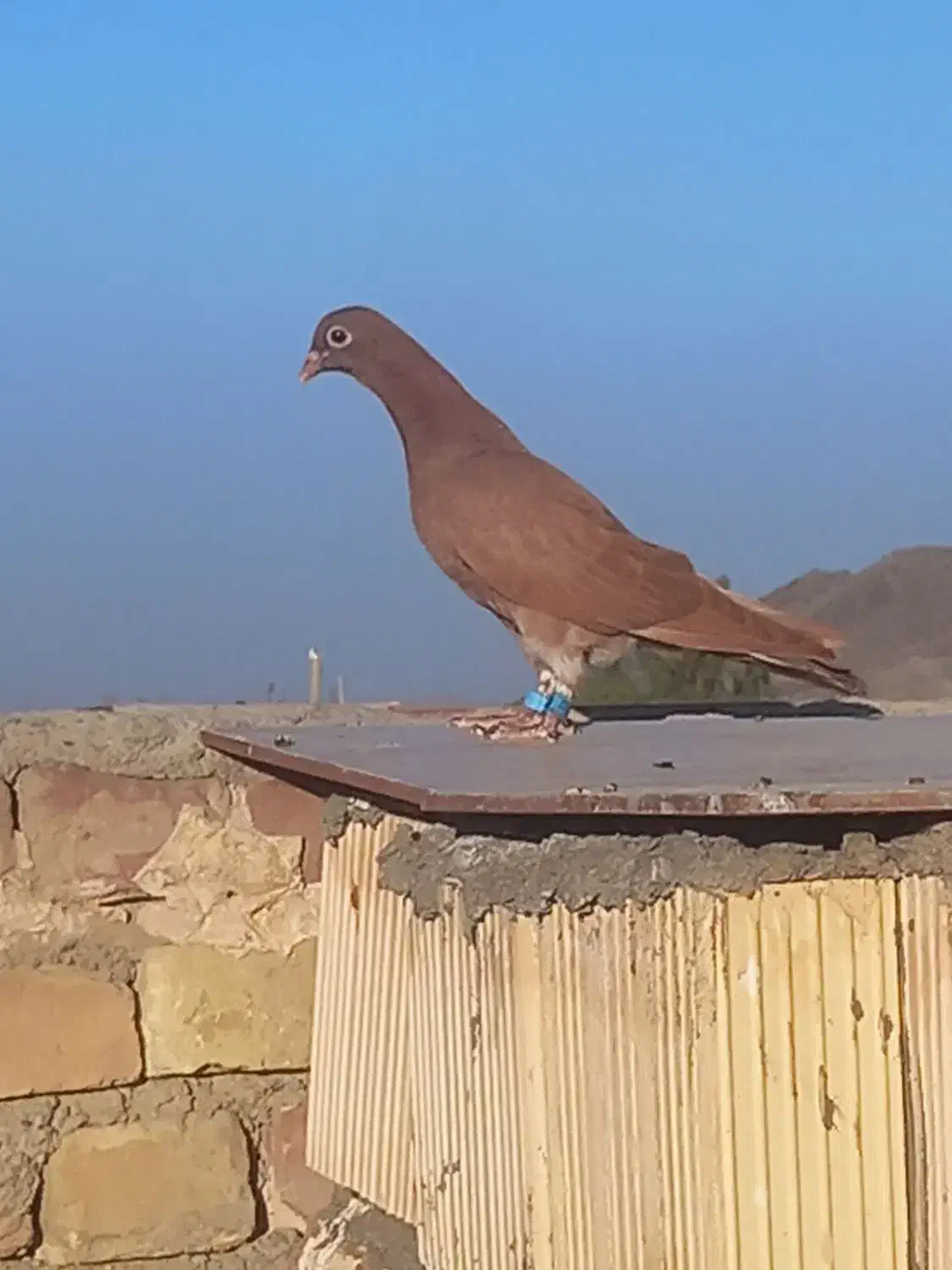 باختی|حیوانات|زاهدان, |دیوار