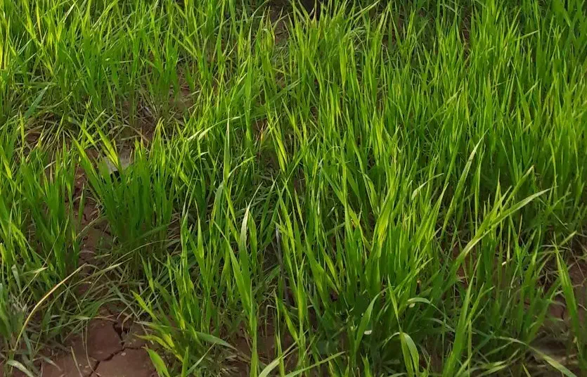 اجارە زمین کشاورزی|اجارهٔ دفتر صنعتی، کشاورزی، تجاری|مریوان, |دیوار