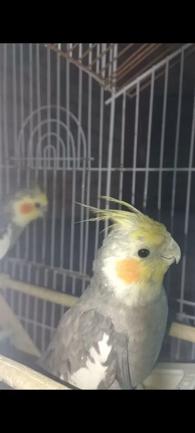 طوطی عروس نر|پرنده|تاکستان, |دیوار