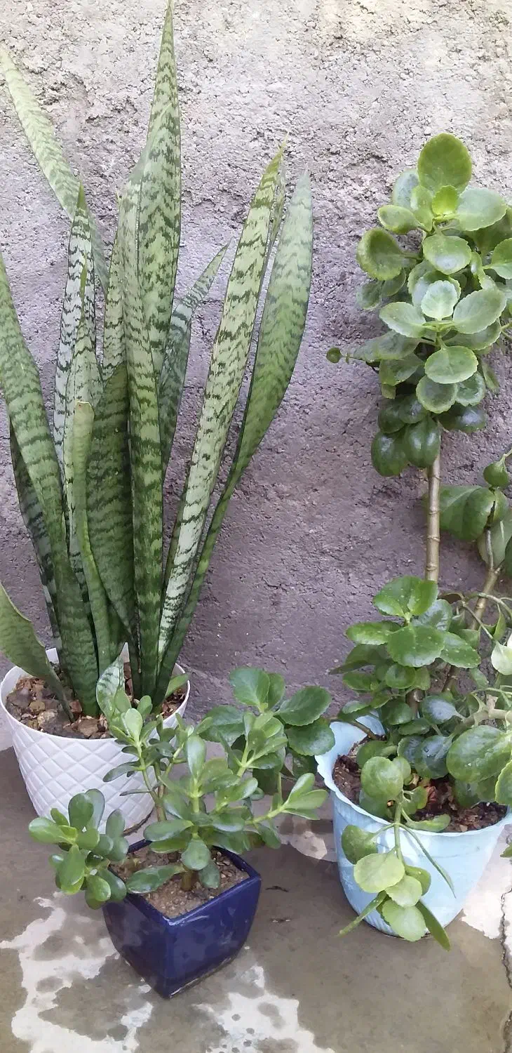 ۳عددگل سانسوریا وقاشقی زیره قیمت|گل و گیاه طبیعی|خرمدشت, |دیوار