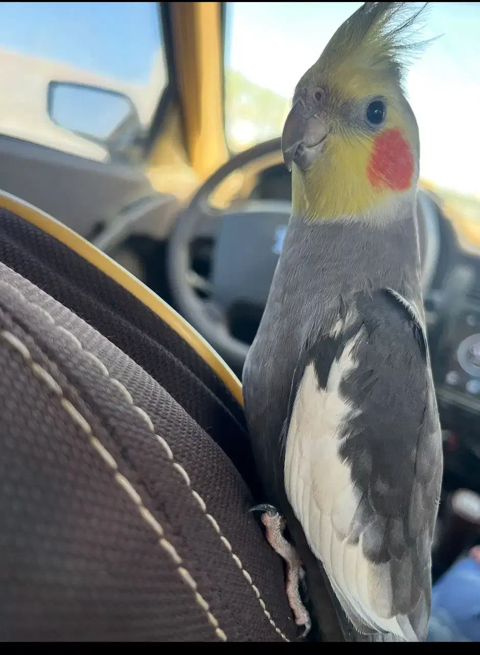 عروس هلندی گم شده|پرنده|چابهار, |دیوار