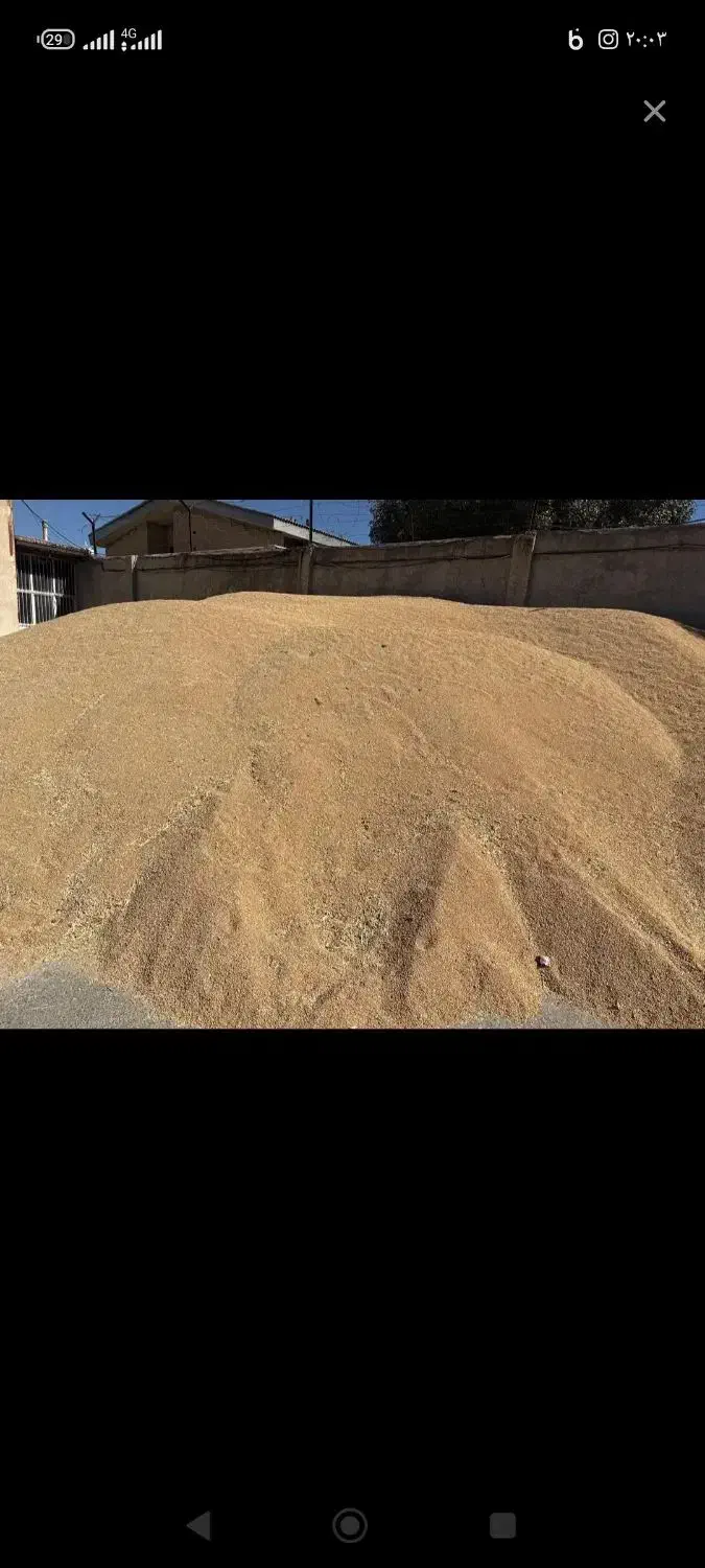 گندم امسال|عمدهفروشی|الیگودرز, |دیوار