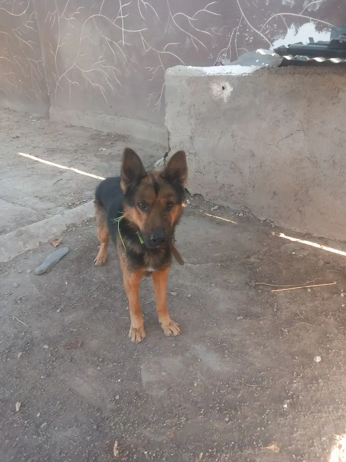 سگ ژرمن شپرد|سگ|قزوین, |دیوار