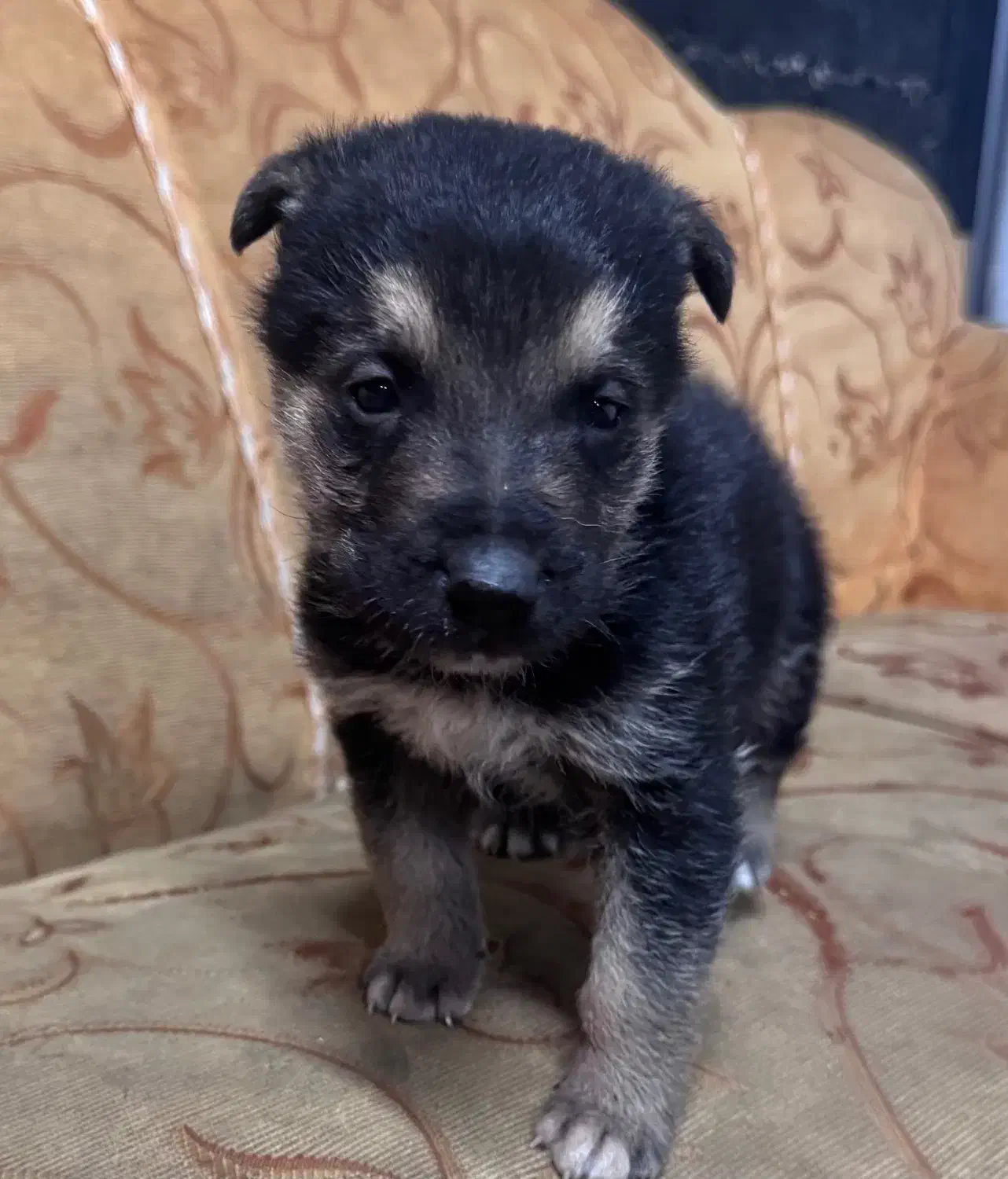 واگذاری ژرمن اصیل|سگ|تبریز, |دیوار