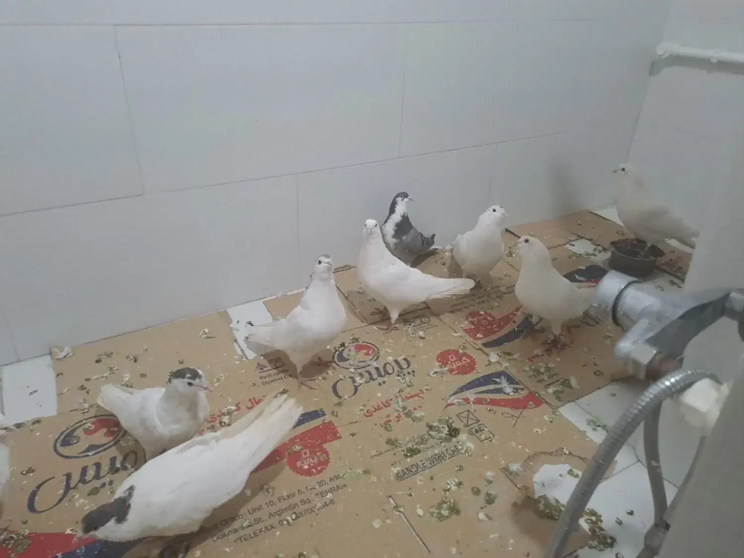 کفتر|پرنده|اصفهان, ارزنان|دیوار