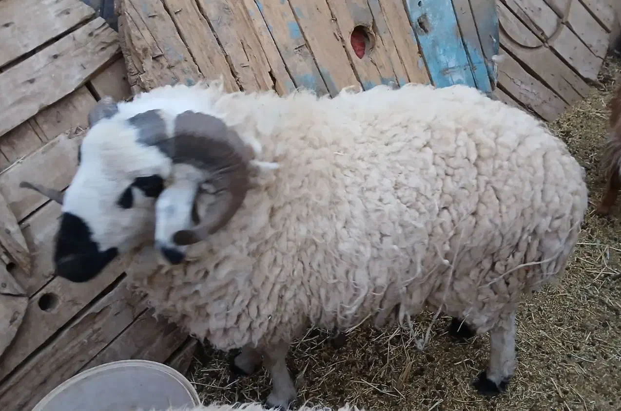 قوچ بره نر هم برای گشتن وهم برای نسل کشی|حیوانات مزرعه|کرمان, |دیوار