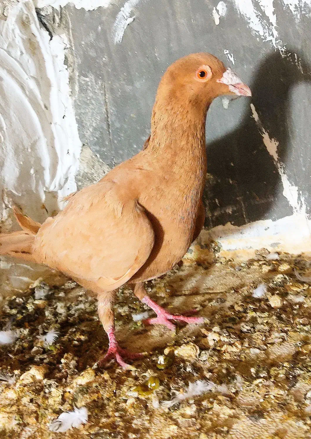 کفتر|پرنده|چناران, |دیوار