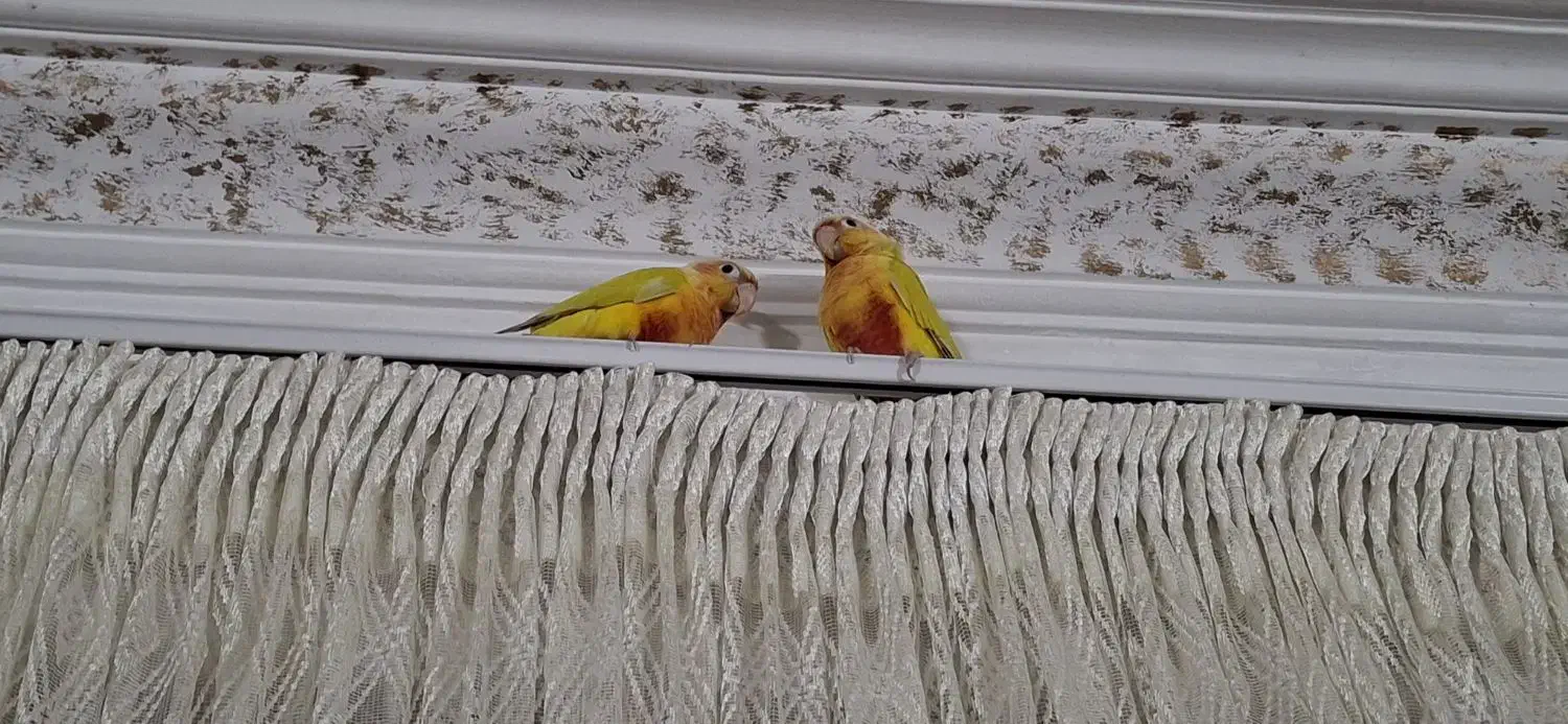 گرنیچیک|پرنده|مشهد, نیزه|دیوار