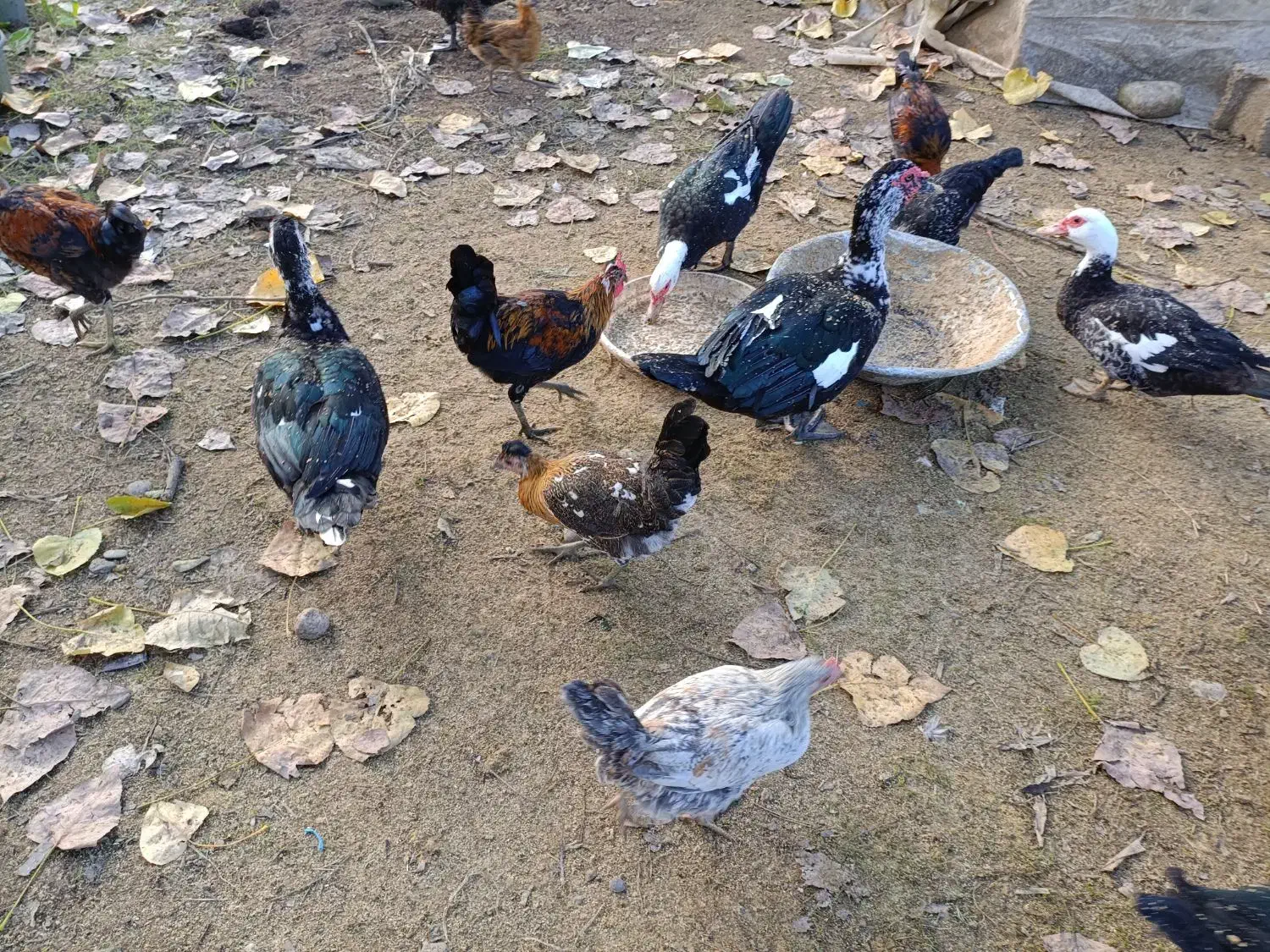 اردک اسرائیلی|حیوانات مزرعه|سلمان‌شهر, |دیوار