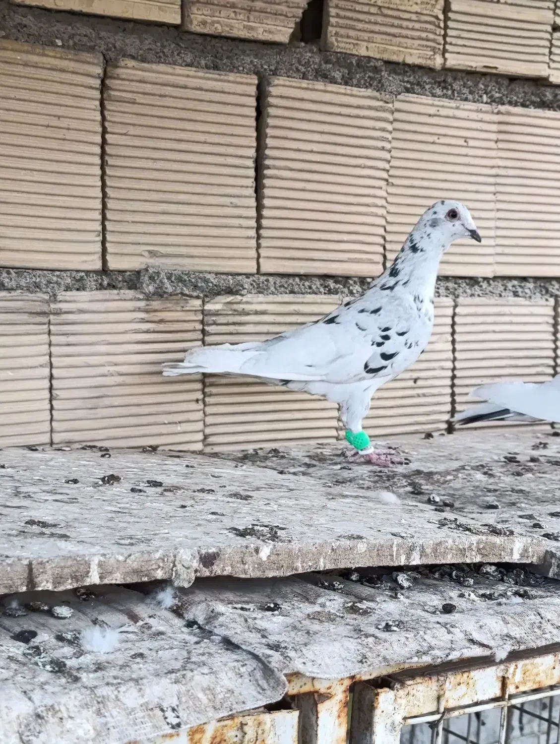 کفتر جفگاه|پرنده|مشهد, نوید|دیوار