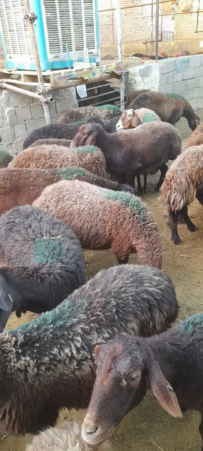 فروش همو و هترو|حیوانات مزرعه|کویرات, |دیوار