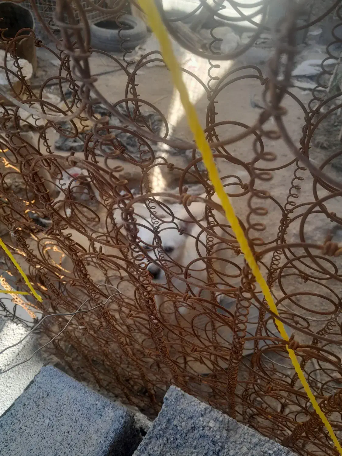 سگ خانگی دو رگه تمیز|سگ|شیروان (خراسان), |دیوار