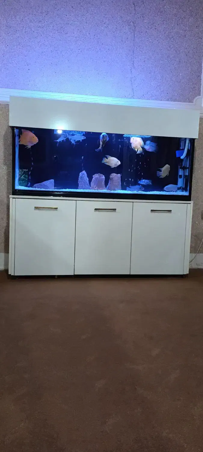 آکواریوم بزرگ و شیک|ماهی|زنجان, |دیوار