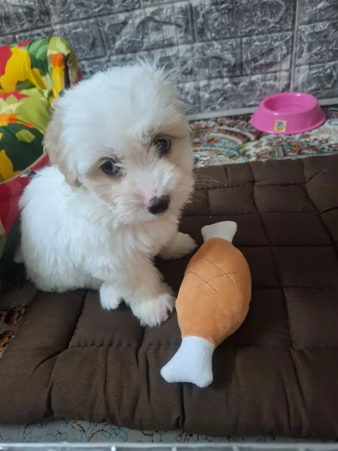 واگذاری سگ نژاد پودل کراس ۲ ماهه ( رایگان نیست)|سگ|تهران, جوادیه|دیوار