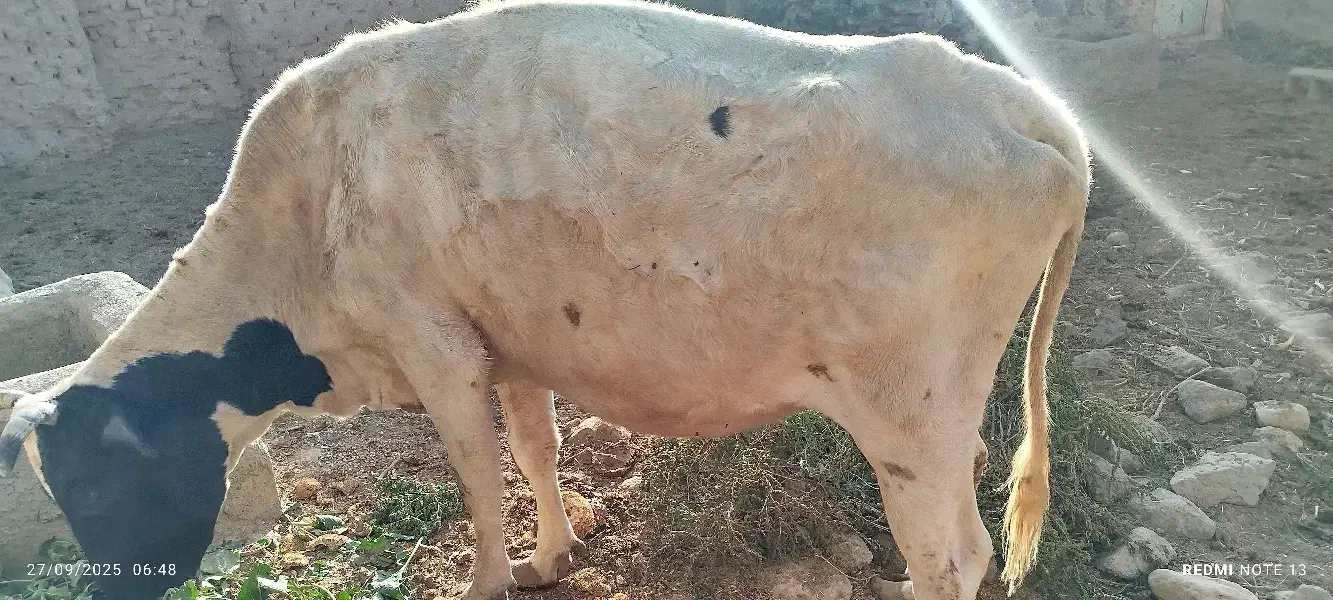 گاو زاییده طبس مسینا|حیوانات مزرعه|درمیان, |دیوار