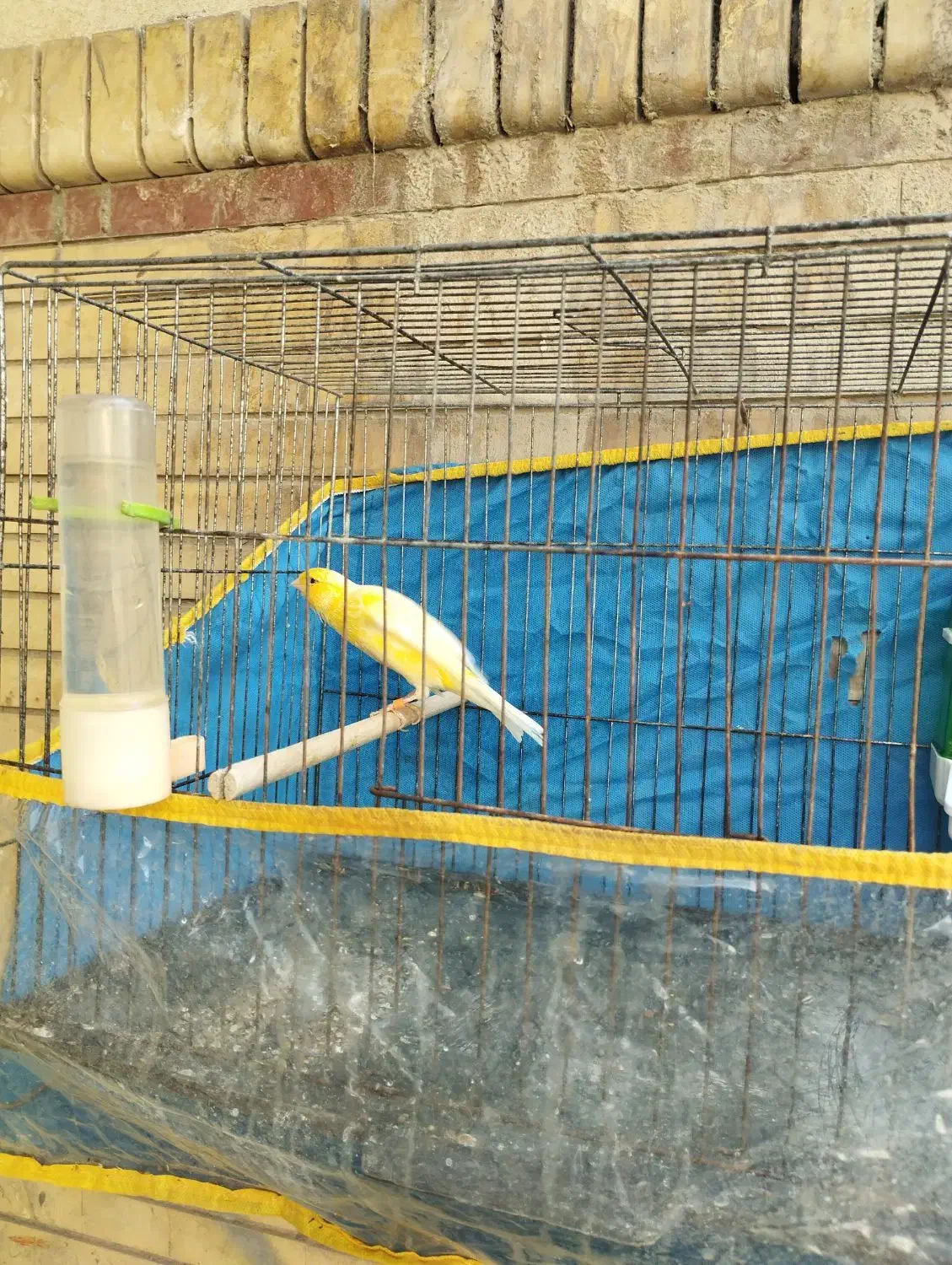 فروش|پرنده|بندرعباس, |دیوار