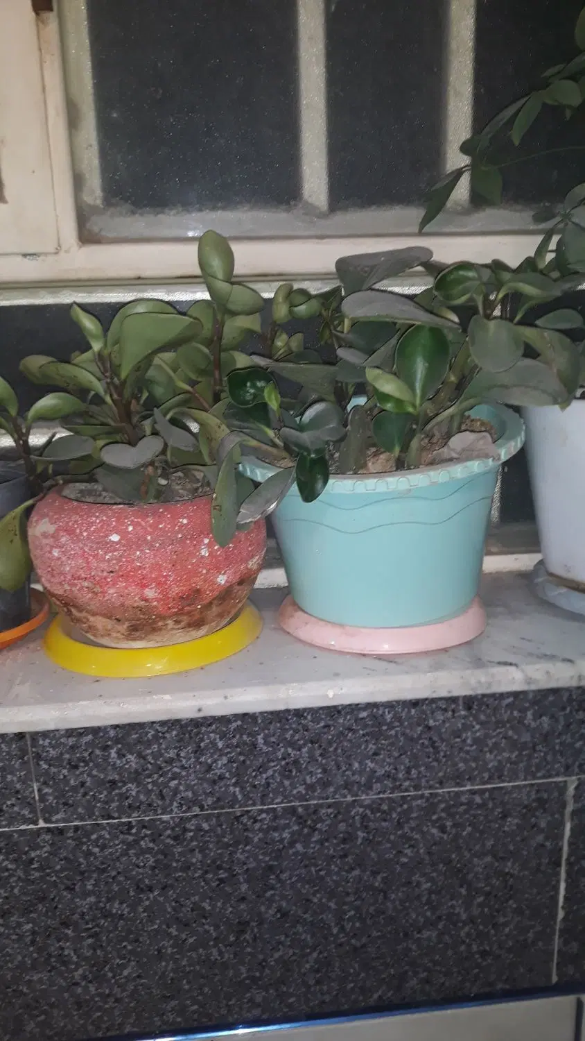 قاشقی|گل و گیاه طبیعی|زاهدان, |دیوار