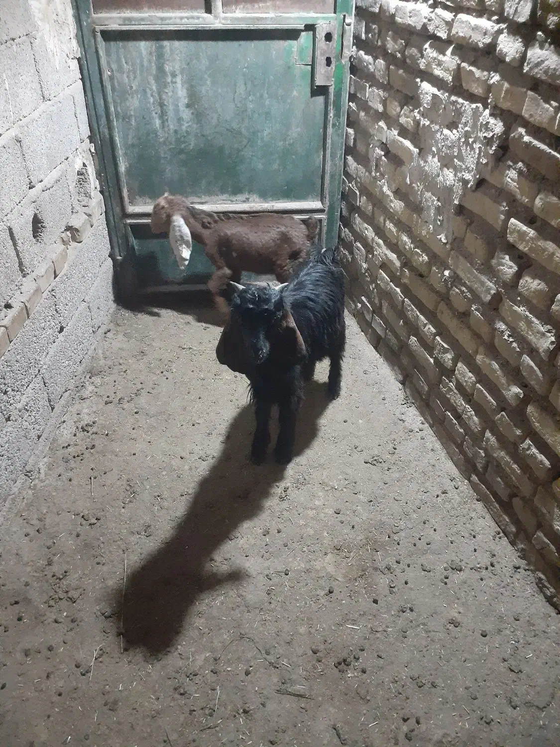 بره شیری|حیوانات مزرعه|دزفول, |دیوار