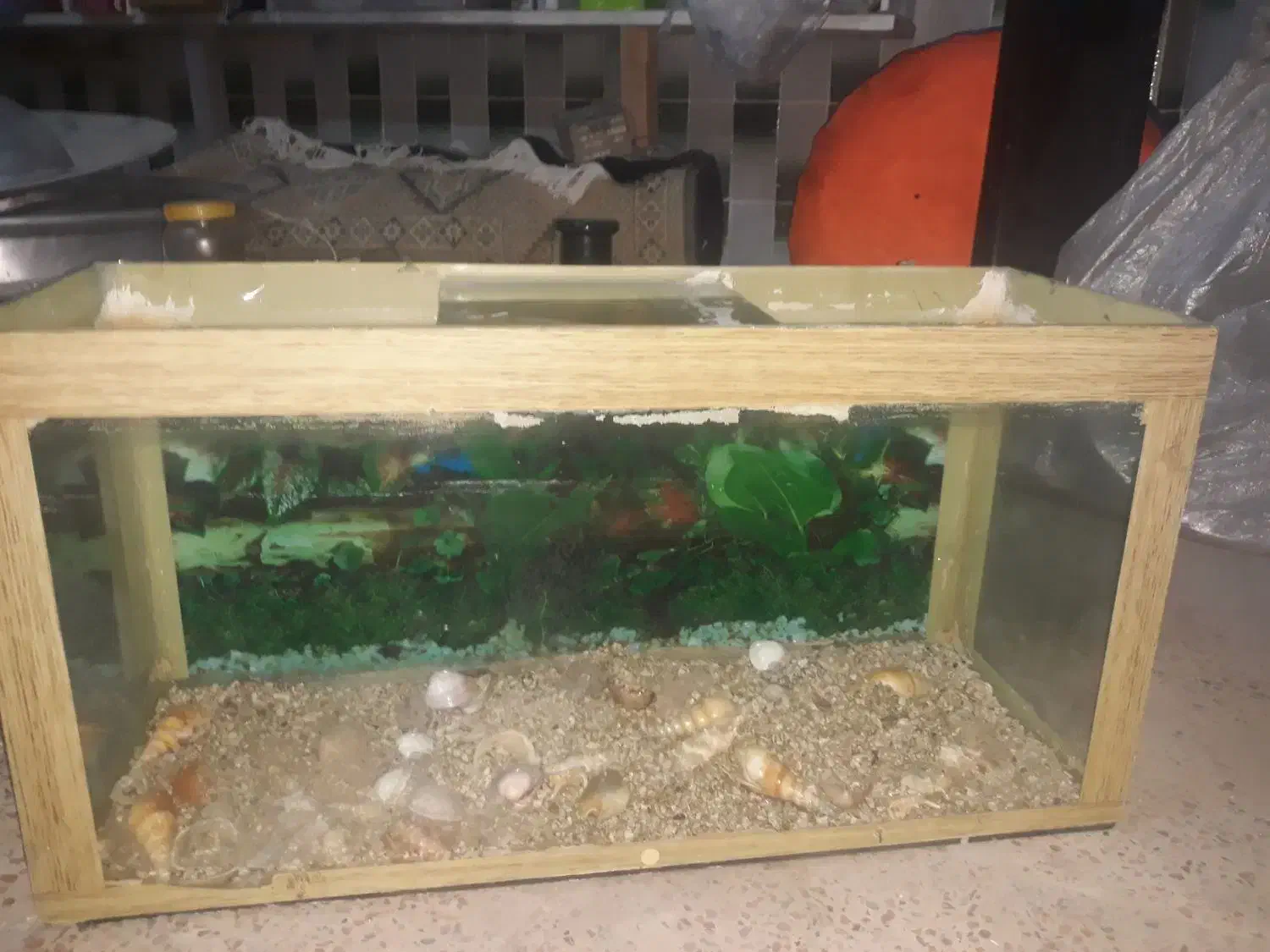 آکواریوم|ماهی|گنبد کاووس, |دیوار