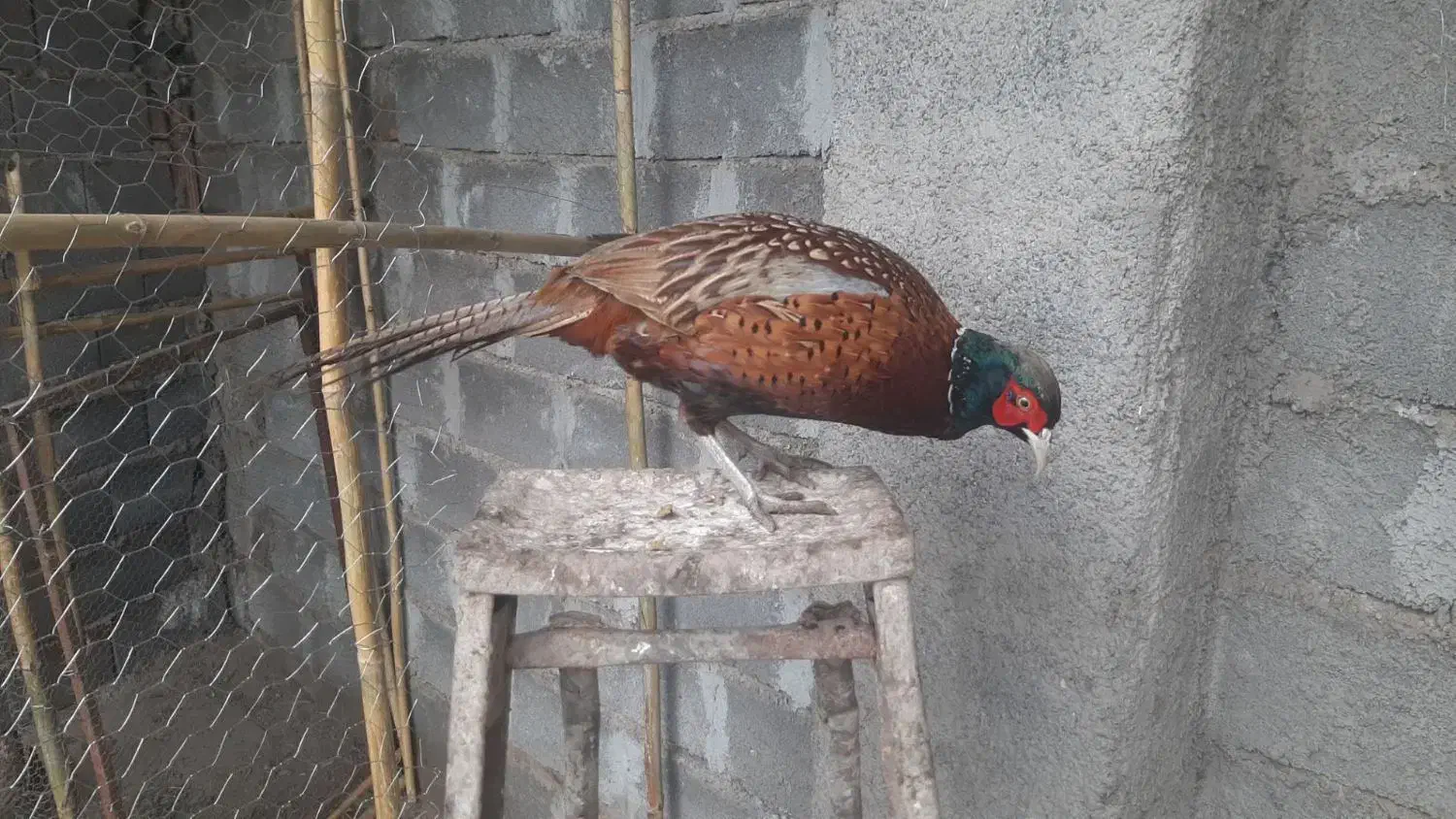 فروش مرغ و خروس امریکایی زینتی|حیوانات مزرعه|سنگدوین, |دیوار