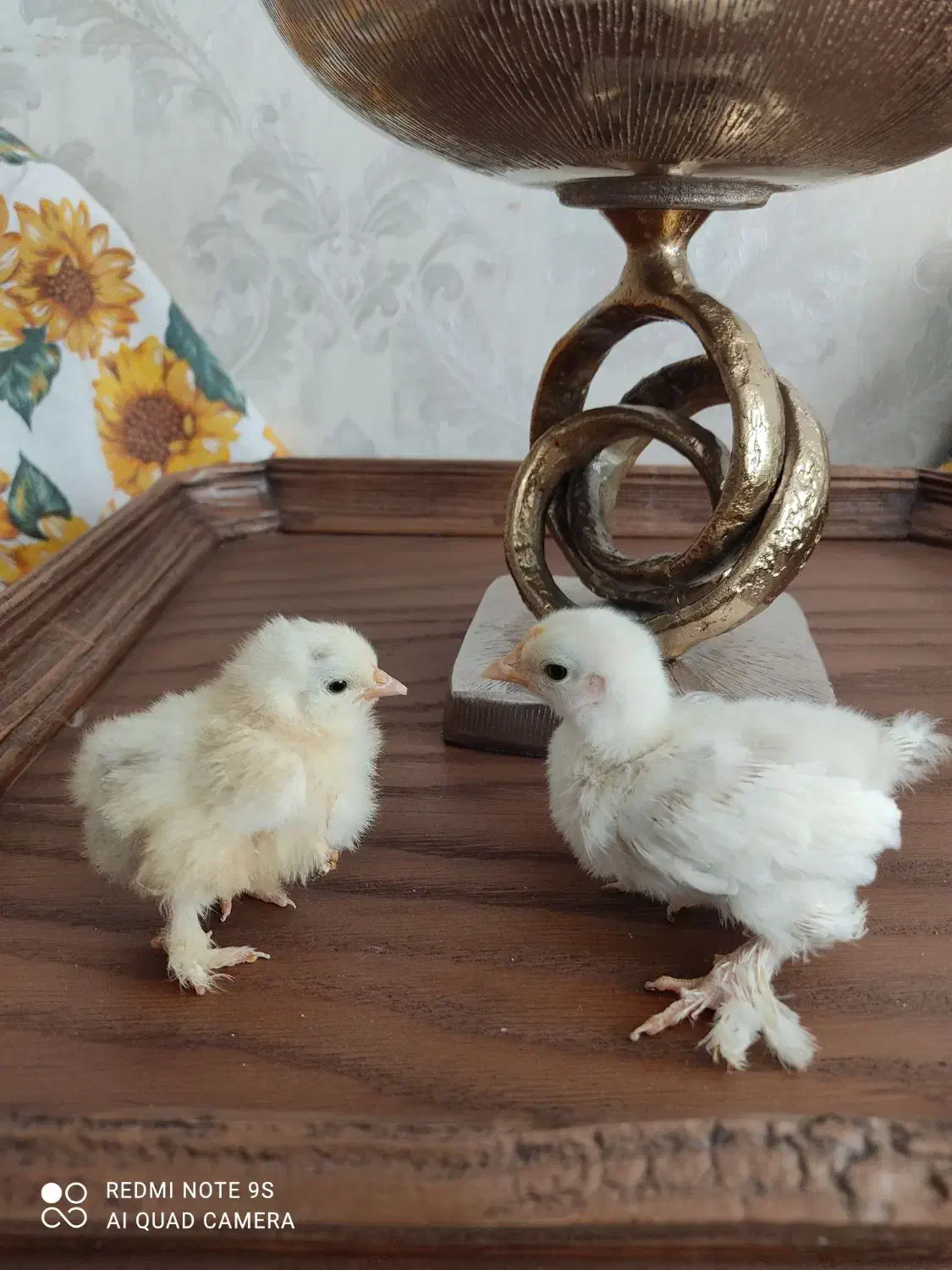 مرغ وخروس زینتی (کوشین)|حیوانات مزرعه|مشهد, نیروی هوایی|دیوار