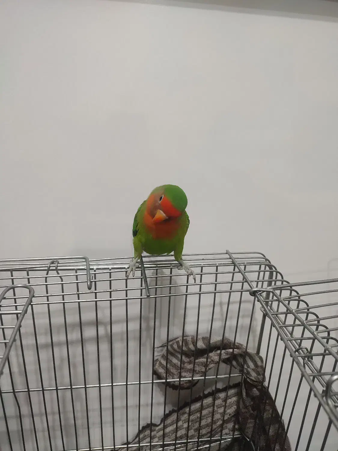 طوطی برزیلی کاملن دستی|پرنده|بوکان, |دیوار