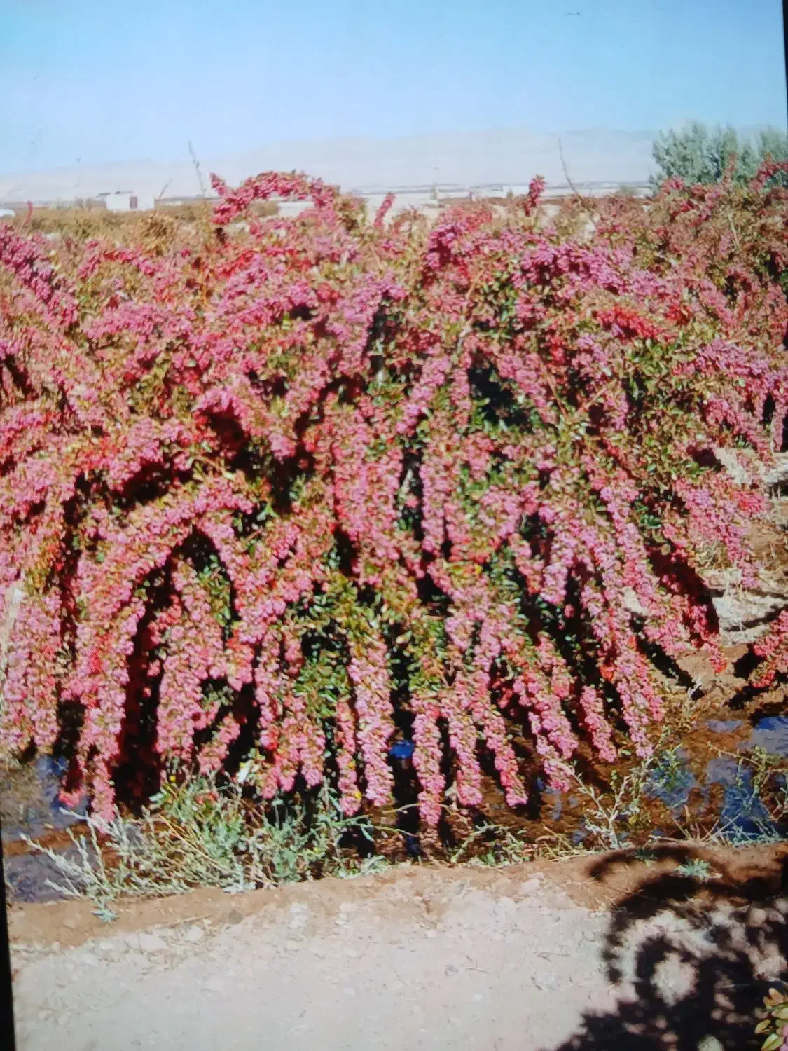 نهال زرشک دو سه ساله پر ریشه ضمانتی|خدمات باغبانی و درختکاری|بیرجند, |دیوار