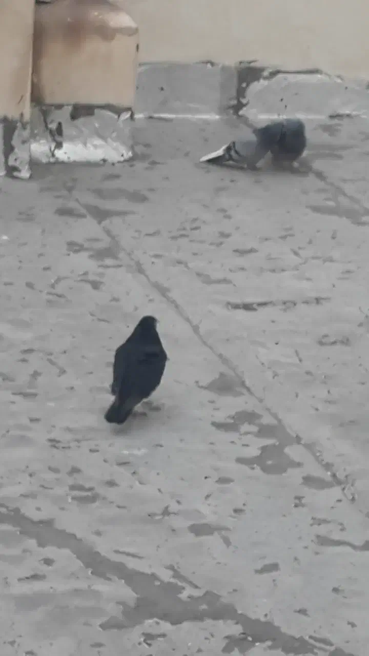 فروشی|پرنده|بروجن, |دیوار