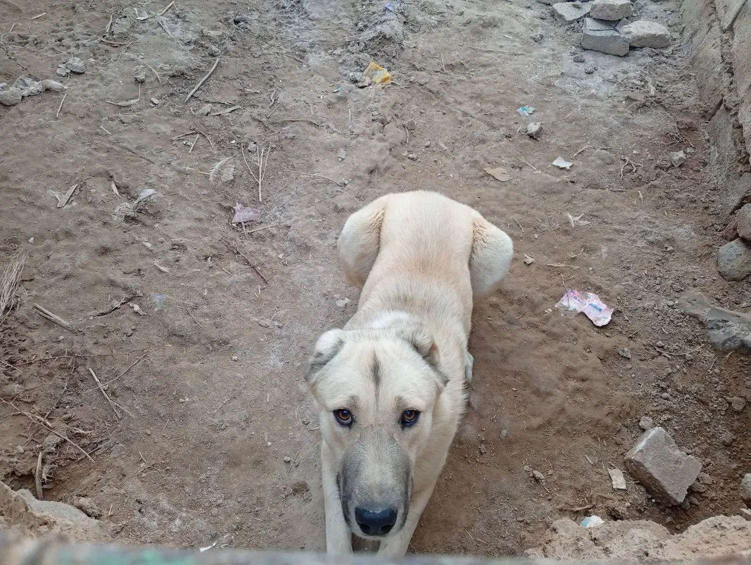 سگ گله|سگ|گزیک, |دیوار