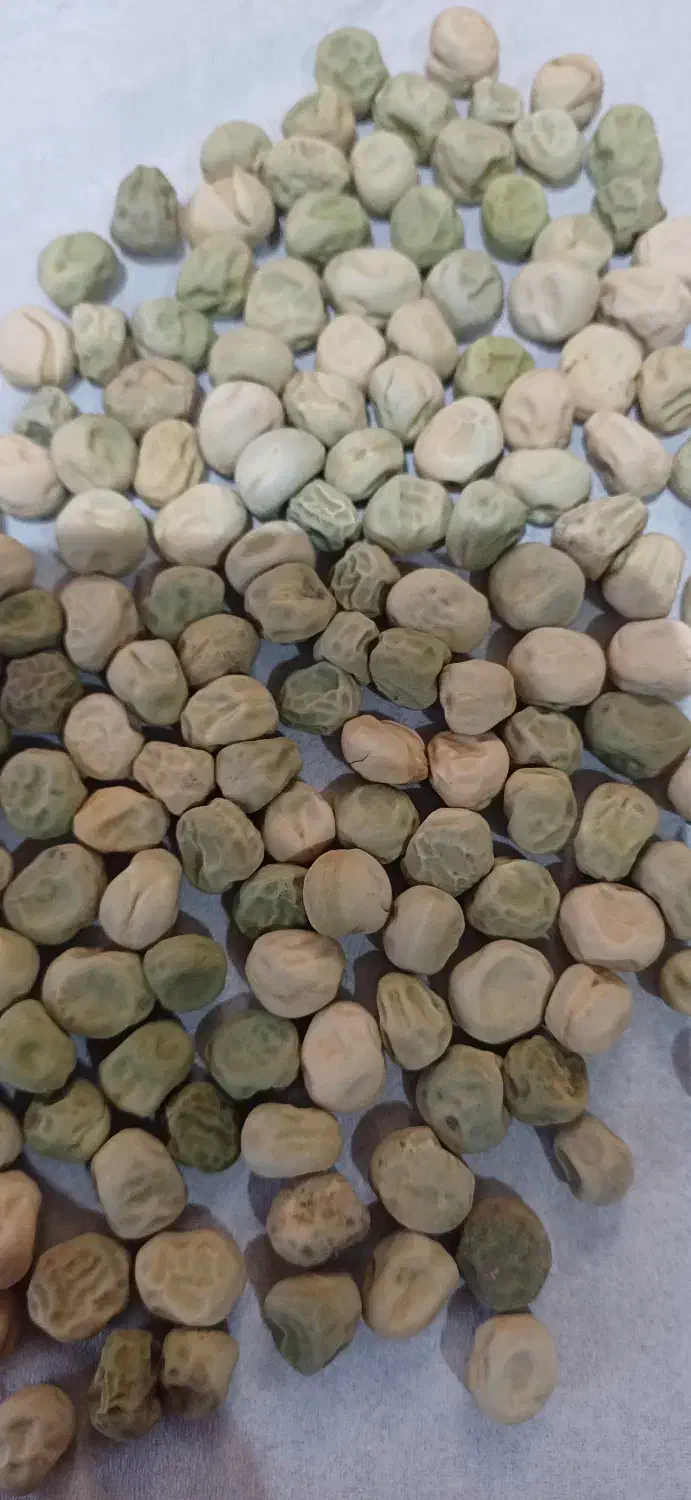 بذر نخود فرنگی ولف|خدمات باغبانی و درختکاری|گرگان, |دیوار