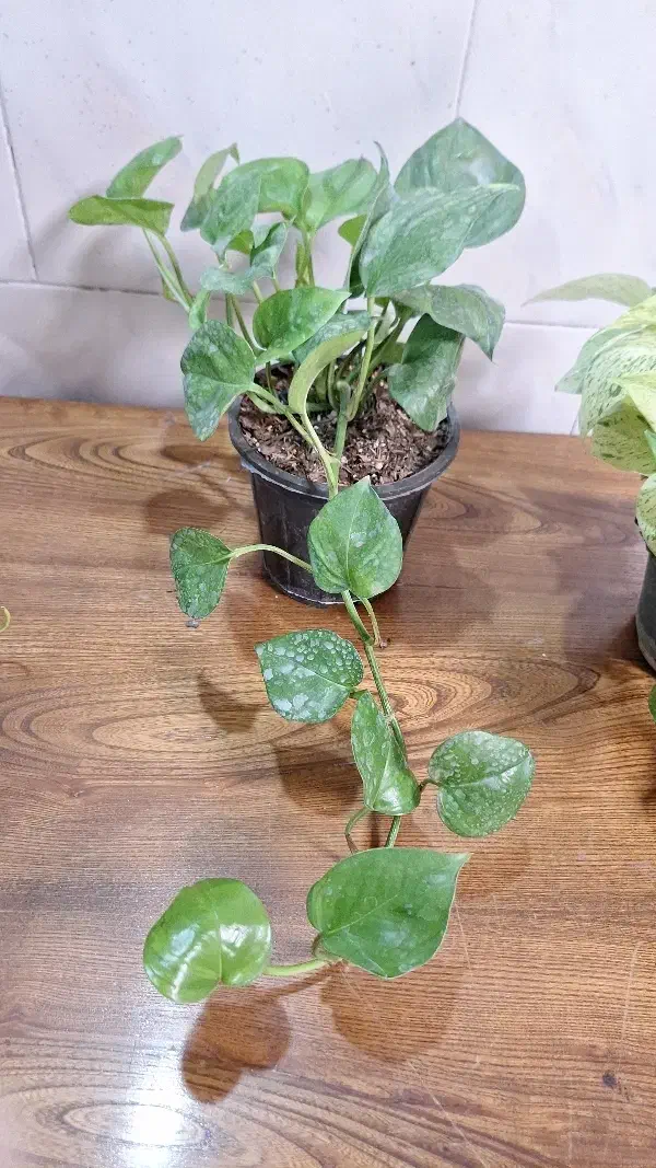 تخفیف گل و گیاه به مناسبت روز مادر|گل و گیاه طبیعی|اهواز, نادری|دیوار