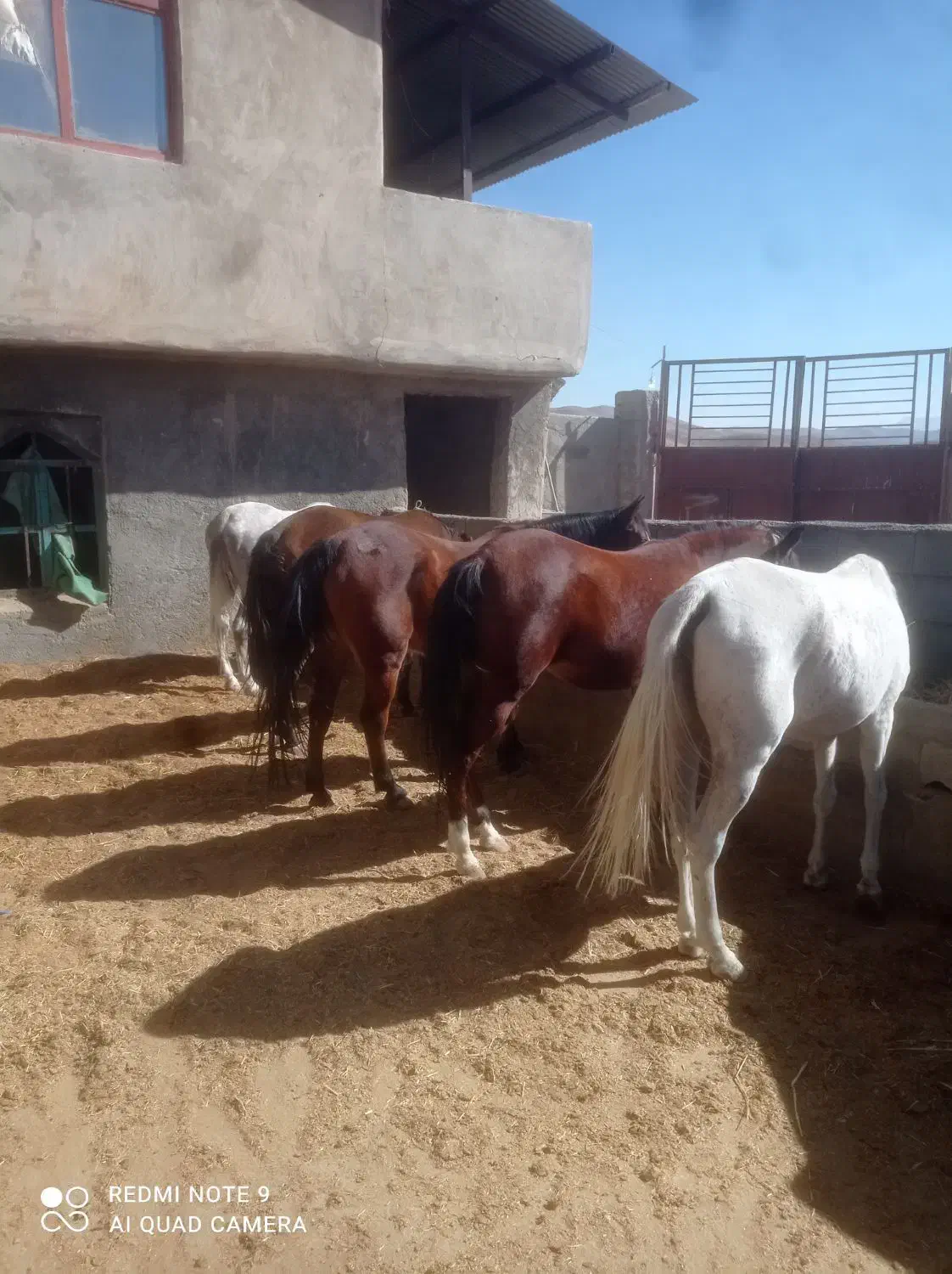 اسب ومادیان|اسب و تجهیزات اسبسواری|لاران, |دیوار