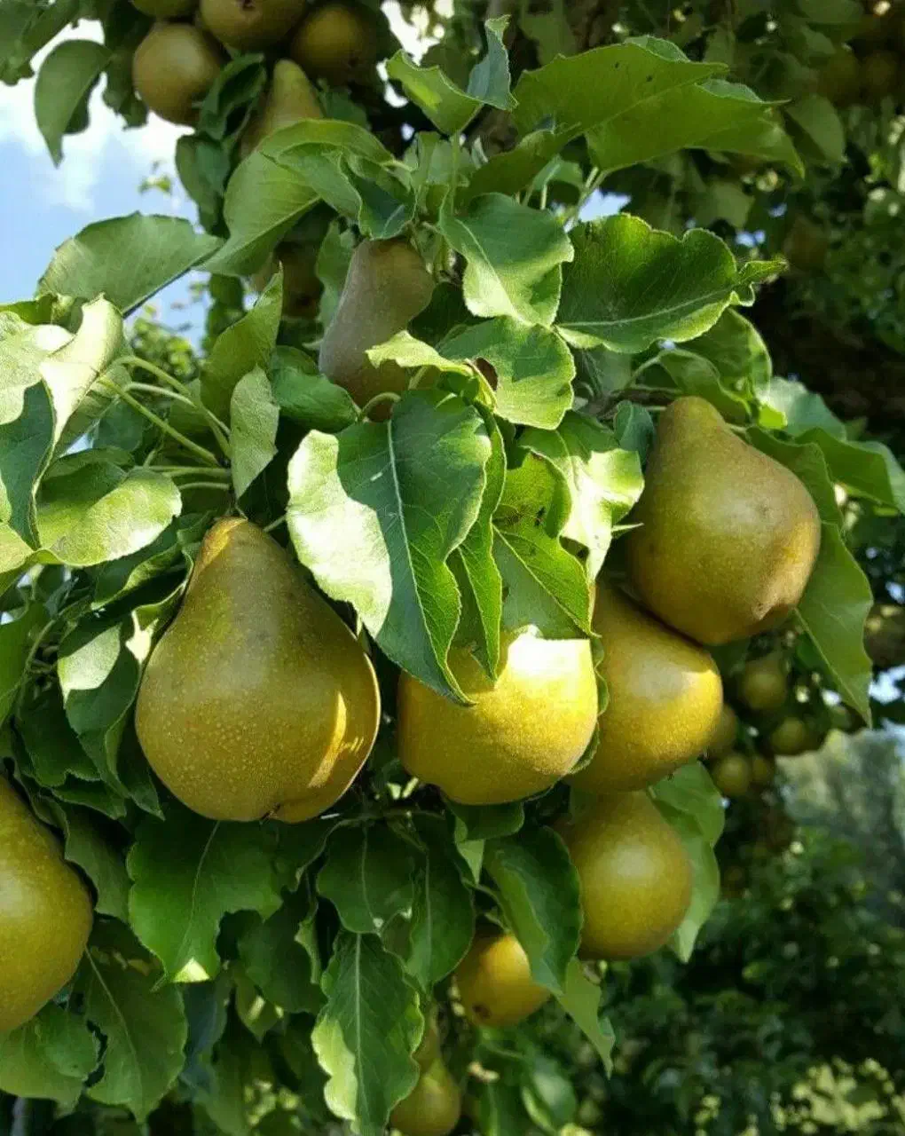 نهالستان پخش نهال سهند صنوبر و میوه|خدمات باغبانی و درختکاری|ارومیه, |دیوار