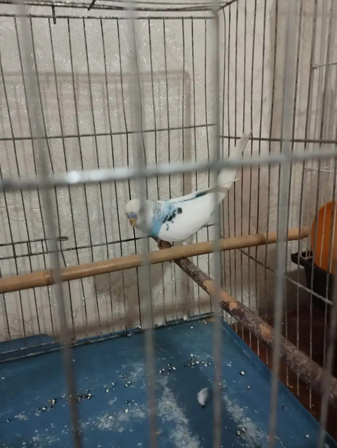 مرغ عشق نر|پرنده|چهاردانگه (تهران), |دیوار