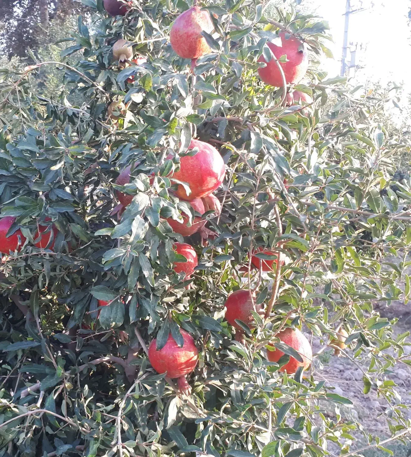 انار محمود آباد|خوردنی و آشامیدنی|جوادآباد, |دیوار