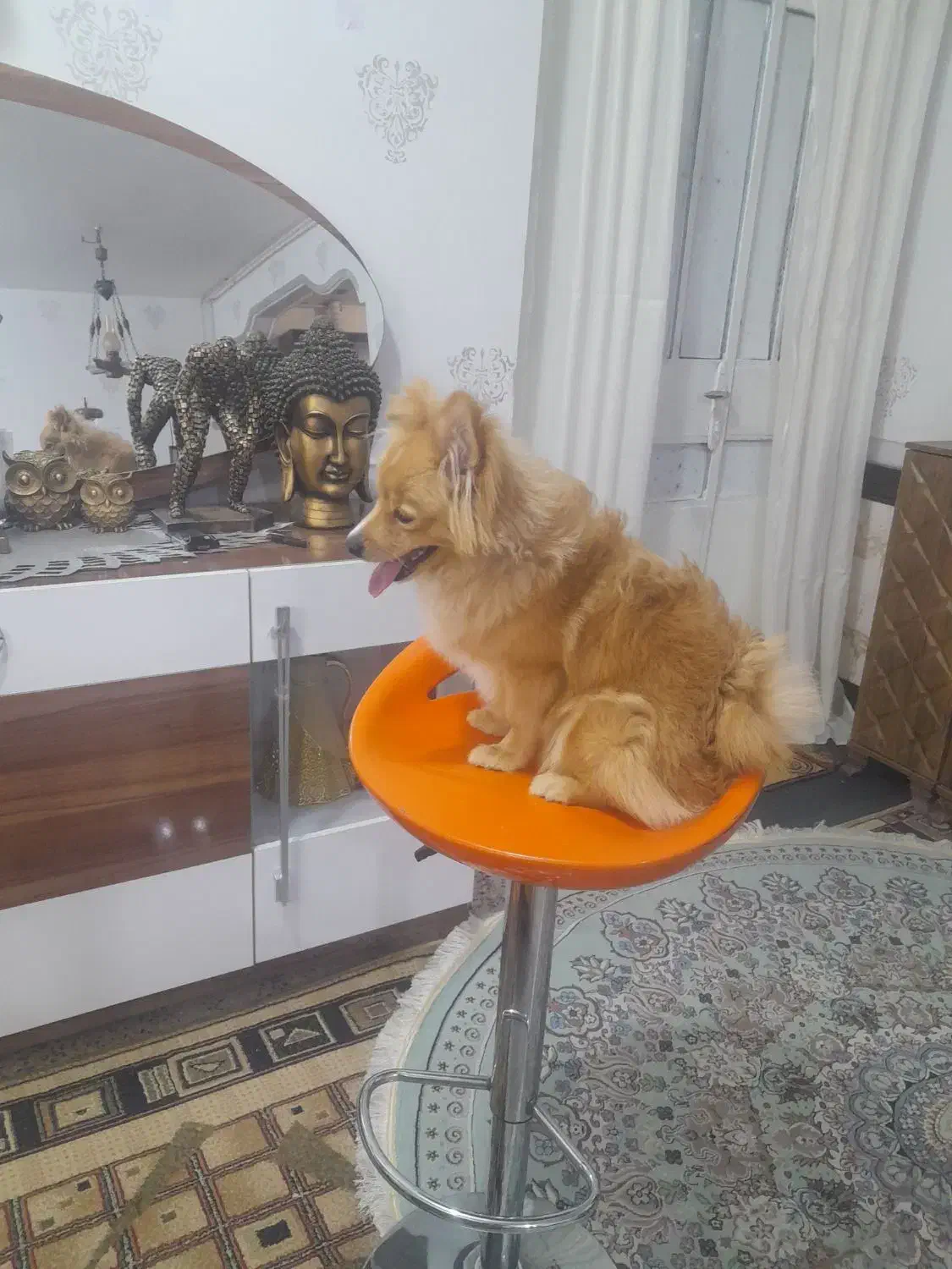 سگ پامر|سگ|بندر امام خمینی, |دیوار