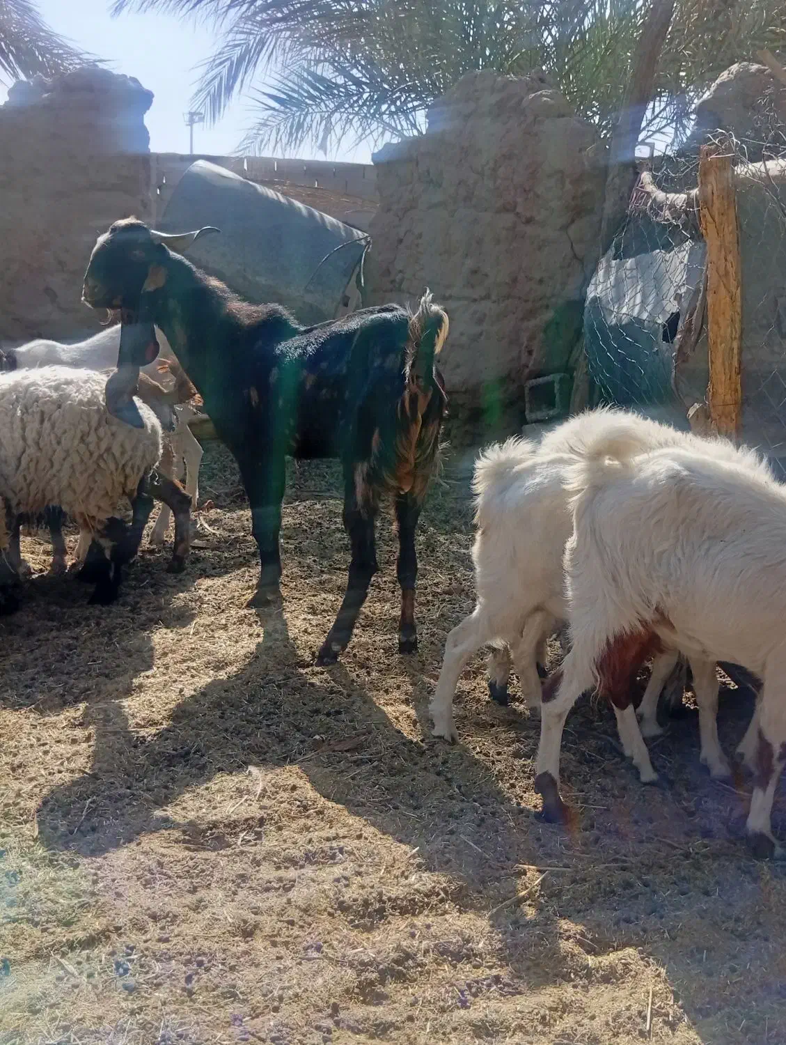 یک عدد نری پلنگی گوشبلند|حیوانات مزرعه|بم, |دیوار