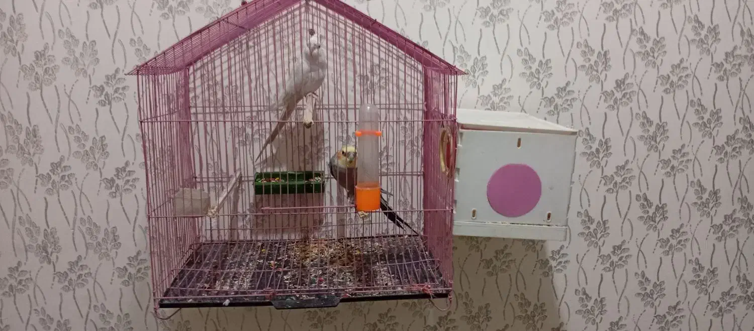 عروس هلندی شرط تخم|پرنده|کرخه, |دیوار